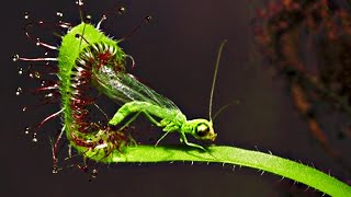 Top 20 Carnivorous Plants That Eat Animals [upl. by Enyluqcaj]