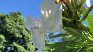 Pachypodium lamerei  Madagascar Palm [upl. by Farmelo]