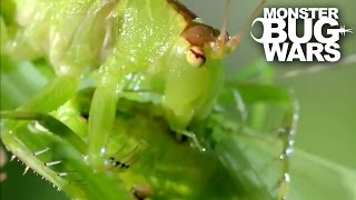 Balloon Winged Katydid Vs Tree Centipede  MONSTER BUG WARS [upl. by Sabina]