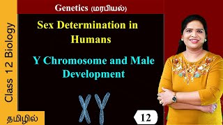 Y Chromosome and Male Development [upl. by Eirrol321]