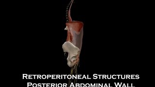 Sonography of the Pancreas and Spleen [upl. by Herminia]