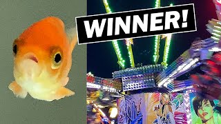 How to Keep a Carnival Goldfish Alive [upl. by Lener]