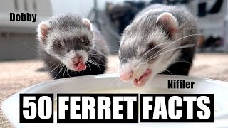 50 AMAZING FERRET FACTS [upl. by Utimer]