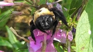 Eastern Carpenter Bee sleeping and then waking up Xylocopa virginica virginica [upl. by Aizti]