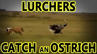 Lurchers Catch an Ostrich  Working Lurchers [upl. by El336]