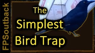 The Simplest Bird Trap [upl. by Ahseram134]