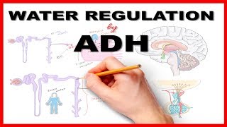 Water Regulation by Antidiuretic Hormone ADH [upl. by Scheers135]