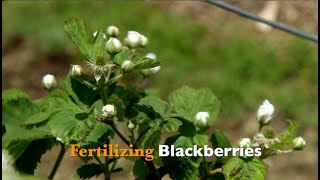 Fertilizing Blackberries [upl. by Eb]