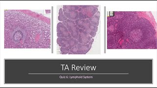 Histology Basics TA Review Lymphoid System [upl. by Baelbeer]