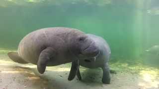 Meet the Manatees of Blue Spring [upl. by Feerahs]