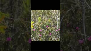 Xylocopa Lestis bombylans at Mooloolah River National Park on Boronia falcifolia [upl. by Ylsel471]