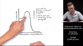 How Do Enzymes Work Activation Energy [upl. by Lidah359]