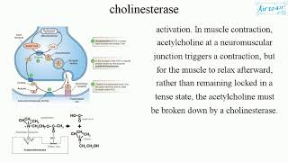 cholinesterase [upl. by Anyehs17]