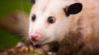 Possums are Cuter than you THINK [upl. by Kabob]