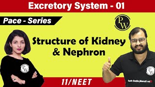 Excretory System 01  Chapter 19  Structure of Kidney and Nephron  Class 11  NEET  Pace Series [upl. by Refinej128]