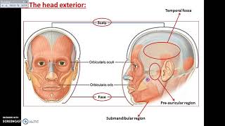 Overview of Head Exterior ScalpampFace Part 1  Dr Ahmed Farid [upl. by Acinnad]