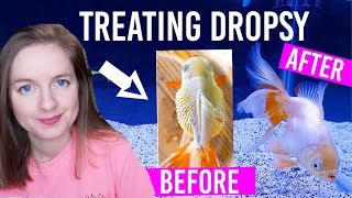 How To Treat Dropsy In Goldfish  Full 2 Week Treatment [upl. by Hermione754]