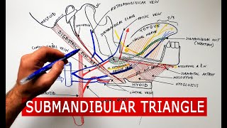 Submandibular triangle  boundaries amp contents  Anatomy Tutorial [upl. by Selemas]