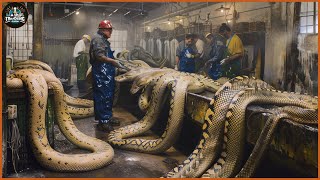 How A Farmer Makes 2 Million Dollars From Python Skin  Snake Farm  Processing Factory [upl. by Zachary]