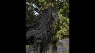 The Legendary FRIESIAN STALLION Frederik the Great [upl. by Rehttam]