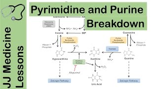 Purine and Pyrimidine Catabolism Pathway  Nucleotide Breakdown  Biochemistry Lesson [upl. by Nednil]