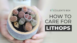 BEST TIPS HOW TO CARE FOR LITHOPS  LIVING STONES [upl. by Fabiolas504]