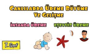 Canlılarda Üreme Büyüme ve Gelişme  7 Sınıf [upl. by Marder]