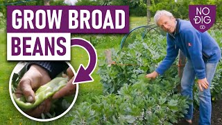 Growing Broad Beans A Complete Guide from Autumn to Spring Planting [upl. by Yerffej]