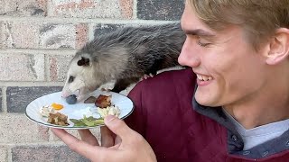 My Pet Opossum Bites Me [upl. by Sitrik]