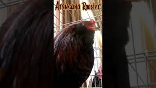 Araucana Rooster crowing sound shorts [upl. by Beitnes]