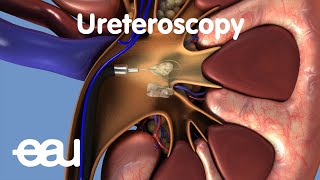 Pelvis4 Urinary bladder amp Urethra [upl. by Rothenberg646]