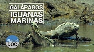 Galapagos Las Iguanas Marinas  Naturaleza  Planet Doc [upl. by Drannel]