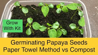 Papaya Seed Germination  Paper Towel Method vs Compost [upl. by Narrad73]