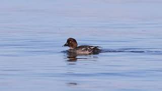 Common Goldeneyes at Carkeek Park Beach Washington May 2024 [upl. by Asille848]