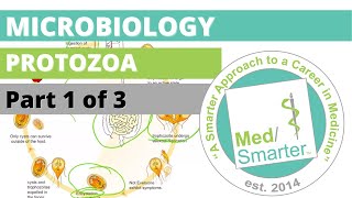 Protozoa  Microbiology  USMLE STEP 1  Part 1 of 3 [upl. by Rella]