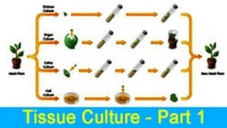 Biology Learn about Tissue Culture  Part 1 [upl. by Anirtap348]