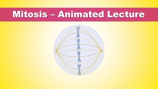 Mitosis Phases  Animated Lecture Embryology [upl. by Nnairrehs5]