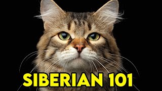 SIBERIAN Cat 101  EVERYTHING You NEED To Know  Cat Breeds 101 [upl. by Aihpled885]