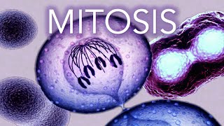 MITOSIS  MADE SUPER EASY  ANIMATION [upl. by Avehsile]