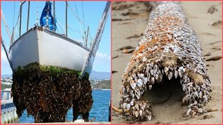 INCREDIBLE AND INGENIOUS Barnacles Removing From ShipSATISFYING Barnacles Removing Proces3 [upl. by Pacificia845]