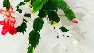 HolidayChristmas Cactus Propagation Planting and Easy Care Tips 🪴 [upl. by Soraya679]