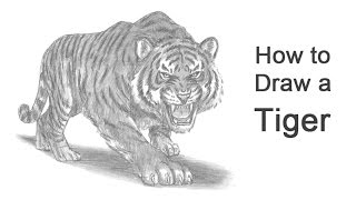 How to Draw a Tiger Roaring [upl. by Arec]