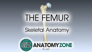 The Femur Skeletal Anatomy [upl. by Akoek]