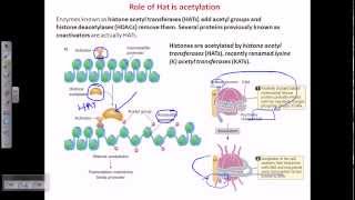 Histone acetylation [upl. by Araek]