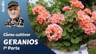 𝗚𝗘𝗥𝗔𝗡𝗜𝗢𝗦 𝟭 COMO CULTIVAR GERANIOS GUIA COMPLETA [upl. by Aem]