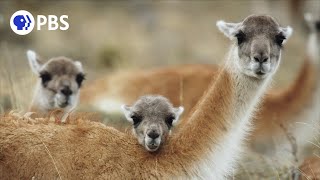 The Unique Birthing Ritual of Guanacos [upl. by Hans251]