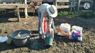 PREPARANDO DIETA PARA ALIMENTAR VACAS LECHERAS [upl. by Arotahs]