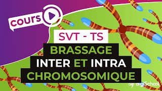 Brassage inter et intra chromosomique  SVT  TS  digiSchool [upl. by Ellehcsar]