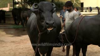 Ganga and her calf million dollar buffalo family [upl. by Adimra9]