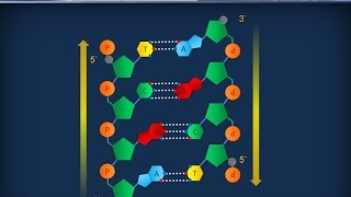 Citologia 26  DNA e cromosmi [upl. by Ynots]